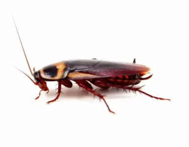 Commercial Cockroach Management