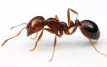 Fire Ants
