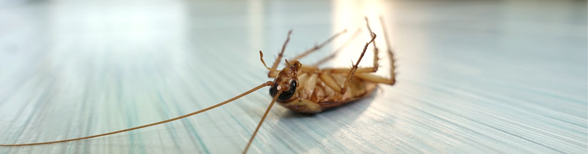 Less Pests Australia