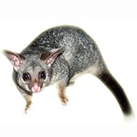 Possum Management